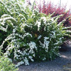 Espirea nipponica Snowmound