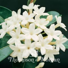 Stephanotis floribunda - Jazmín de Madagascar