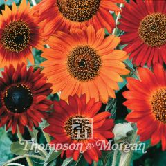 Girasol Earth Walker