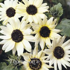 Girasol Italian White
