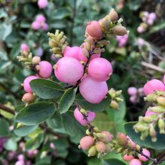 Symphoricarpos Amethyst - Baya de coral