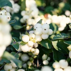 Symphoricarpos White Hedge - Baya de coral