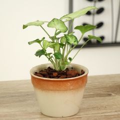 Syngonium Snow White - Planta Pie de Ganso