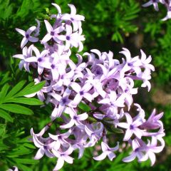Lila var. Laciniata - Syringa persica