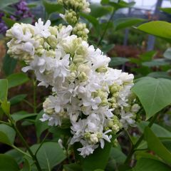 Lila Madame Lemoine - Syringa vulgaris