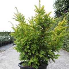 Tejo Semperaurea - Taxus baccata