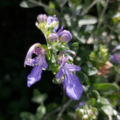 Teucrium fruticans Azureum - Olivilla