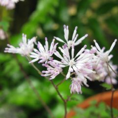 Thalictrum kiusianum