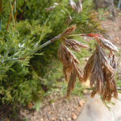 Thamnochortus cinereus