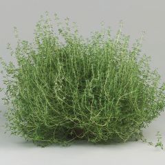 Tomillo Fragrantissimus