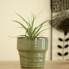 Tillandsia Mizuki - Planta de aire