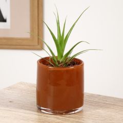 Tillandsia Naomi - Planta de aire