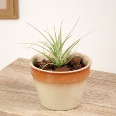 Tillandsia Samantha - Planta de aire