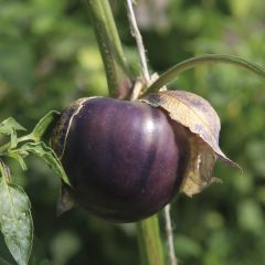 Tomate verde Purple Xtrem - Physalis ixocarpa