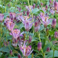 Tricyrtis hirta Taiwan Abdane - Lirio sapo