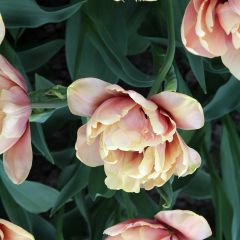 Tulipán doble de flor temprana La Belle Epoque