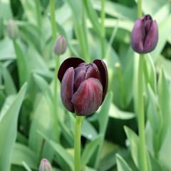 Tulipán simple de flor tardía Reine de la Nuit