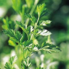 Perejil - Carum petroselinum