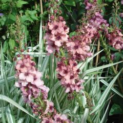 Verbascum Southern Charm