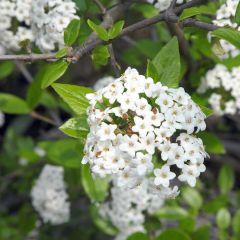 Viburnum burkwoodii - Viburno