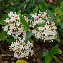 Viburnum burkwoodii Conoy - Viburno