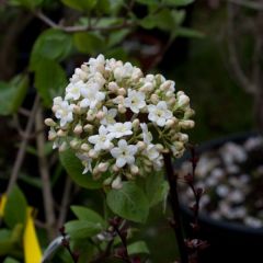 Viburnum carlcephalum - Viburno