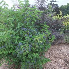 Viburnum dentatum Blue Muffin - Viburno
