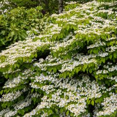 Viburnum plicatum Mariesii Great Star - Viburno de China