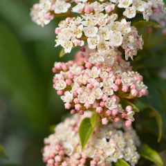Viburnum tinus Eve Price - Durillo