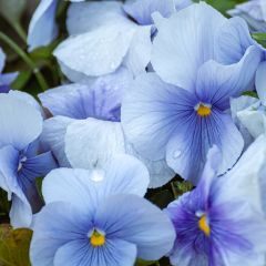 Viola Inspire Silver Blue - Violeta