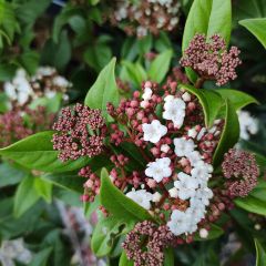 Viburnum tinus Spirit - Durillo