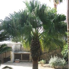 Washingtonia filifera - Palma de California