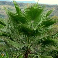 Washingtonia robusta - Palmera de abanico