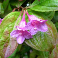 Weigela Wings of Fire - Veigela