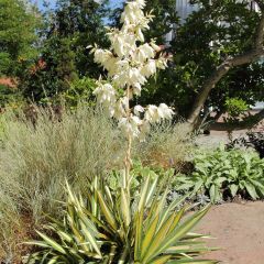 Yucca filamentosa Colour Guard - Aguja de Adán