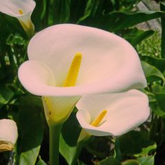 Zantedeschia aethiopica Pink Mist - Cala