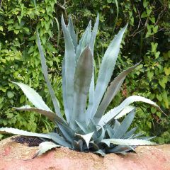 Agave americana