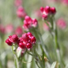 Antennaria dioica Rubra