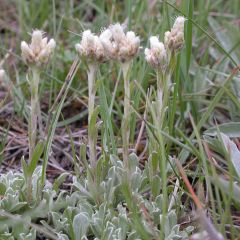 Antennaria plantaginifolia - Pie de gato