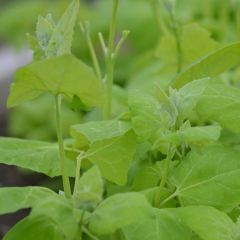 Armuelle Blonde - Atriplex hortensis