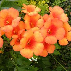 Enredadera de trompeta Indian summer - Campsis radicans