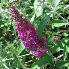 Buddleja davidii Summer Beauty