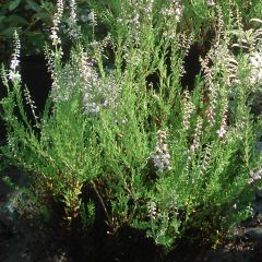 Calluna vulgaris Spring Torch - Brecina
