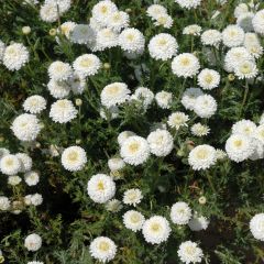 Manzanilla romana Ligulosum - Chamaemelum nobile