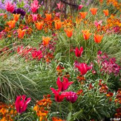 Armonía de Tulipanes Carnaval de Río
