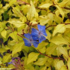 Ceratostigma willmottianum Sapphire Ring - Falso plumbago
