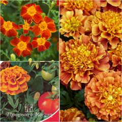 Colección de Semillas de Tagetes