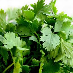 Cilantro BIO - Coriandrum sativum