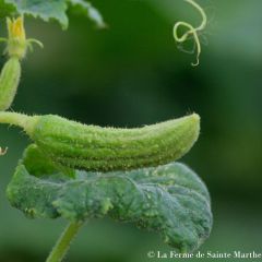Pepinillo De Bourbonne