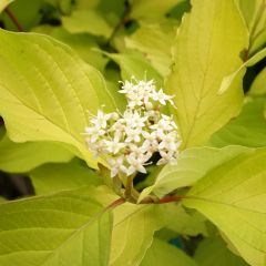 Cornus alba Aurea